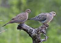 Mourning Dove